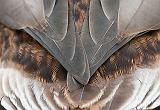 Duck Feathers_28332